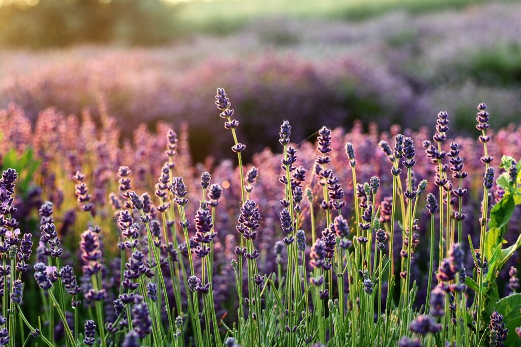 Aménager un jardin sec : conseils pratiques pour un espace résistant à la sécheresse